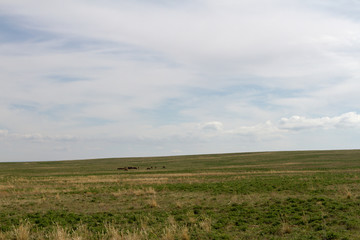 Fototapeta na wymiar spring in the Kazakh steppe