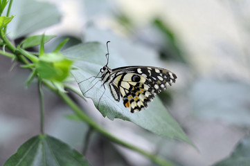 Papillon sur une feuille de profil