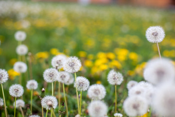 Dandelion clock