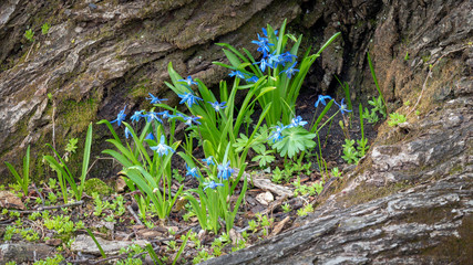 Obraz premium Tiny blue scilla flowers sprouting between tree roots in the early spring landscape