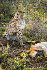 Guepard