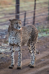 Guepard