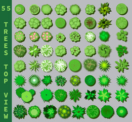 Different trees top view. View from above set for architectural and landscape natural green space design. Vector