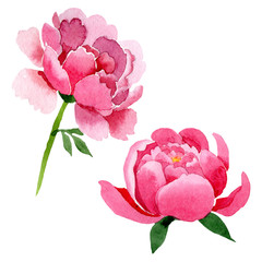 Pink peony floral botanical flowers. Watercolor background illustration set. Isolated peonies illustration element.