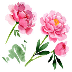 Pink peony floral botanical flowers. Watercolor background illustration set. Isolated peonies illustration element.
