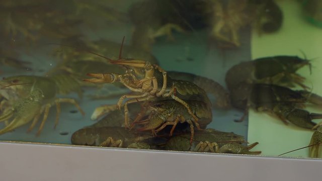 Live crayfish swim in the water of the aquarium in the supermarket. Live crayfish lie on the counter in the supermarket.