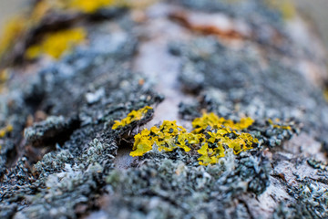 Old wood bark texture with moss 