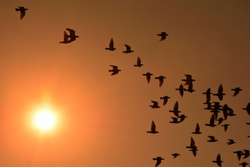 Sunset with birds