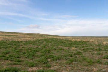 spring steppe of Kazakhstan