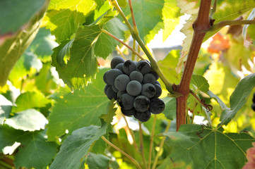 Grappe de raisin sur un pied de vigne - cépage ensoleillé - vignoble