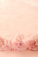 Obraz na płótnie Canvas Pink carnation on a pink background