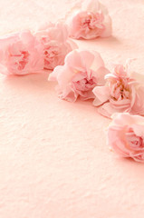 Pink carnation on a pink background