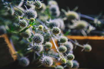 Obraz premium Ikebana. Bouquet of prickly dried flowers in a pile of wooden bars. still life of flowers and wood. blue thorn close up