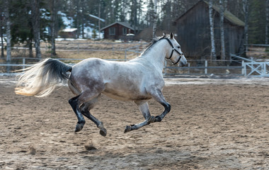 Horse gallop