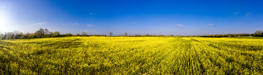 Obraz premium Rape seed field in spring in the English countryside on a clear blue sky day, England panoramic