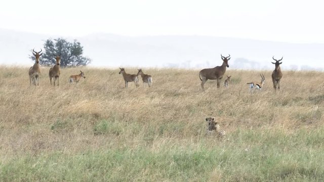 a 4K 60p clip of a cheetah pair stalking hartebeest and gazelle at serengeti national park in tanzania