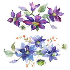 Clematis bouquet floral botanical flowers. Watercolor background set. Isolated bouquets illustration element.