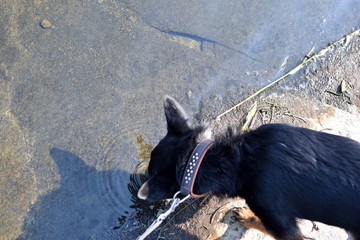 The dog drinks from the pond during a walk in the park. A little black dog on a leash drinks water outdoors. Close-up