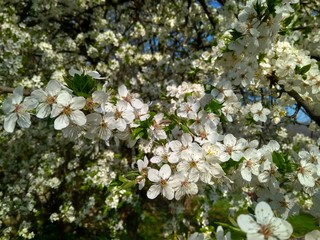 Branch of cherry plum with beautiful white flowers