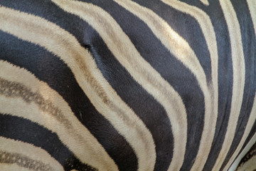 Close up zebra skin in thailand