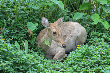 Fototapeta premium female deer sit down in garden at thailand