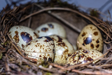 bird eggs