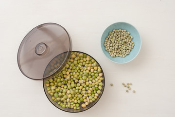 device for germination of seeds and obtaining useful sprouts for salads