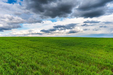 Obraz premium Green meadow under blue sky with clouds