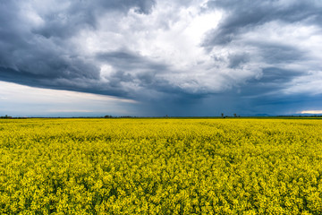 Fototapeta premium Scenic rural landscape with yellow rape, rapeseed or canola field.