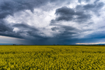 Obraz premium Spring agricultural landscape with big rape fields on hill, farmland panorama