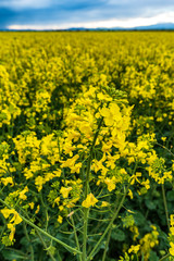 Spring agricultural landscape with big rape fields on hill, farmland panorama