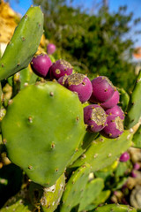 Cactus , Prickly Pears in Malta 
