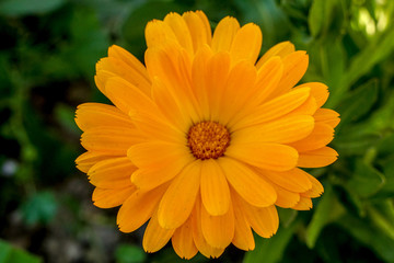 Yellow Flower Beauty 