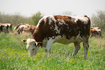 Brown white cows on a farmland grazing