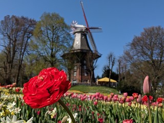 Bremen Mühle im Frühling
