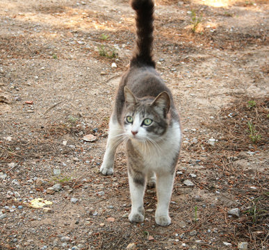 CUTTIE CAT