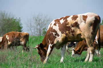 Fototapeta na wymiar Herd of cows at green field