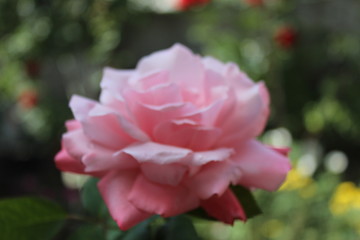 Obraz premium pink rose in garden