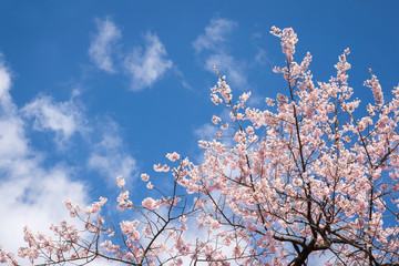 桜