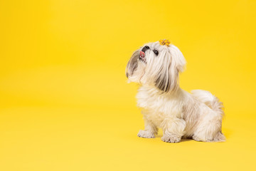 Shih-tzu puppy wearing orange bow. Cute doggy or pet is standing isolated on yellow background. The Chrysanthemum Dog. Negative space to insert your text or image.