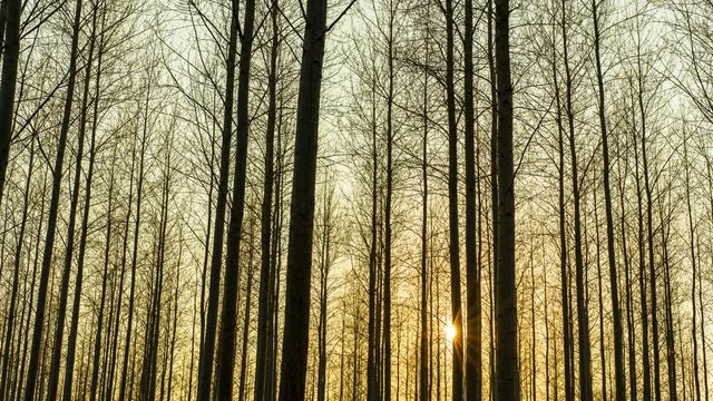 Zoon motion time lapse looking through winter trees following the sun at sunset