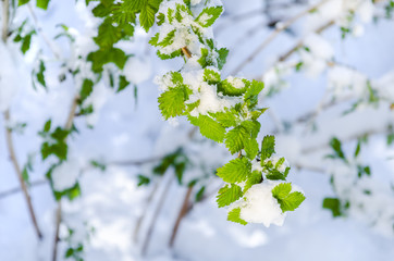 Snow lies on the young green leaves of raspberry in spring