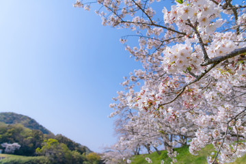 静岡県伊豆の国市　狩野川さくら公園の桜