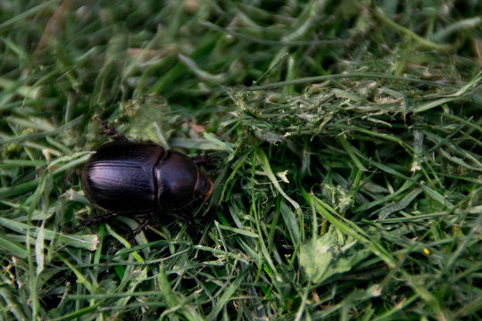 Dung Beetle - Black Bug On Grass