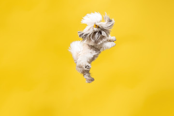 Shih-tzu puppy wearing orange bow. Cute doggy or pet is jumping isolated on yellow background. The...