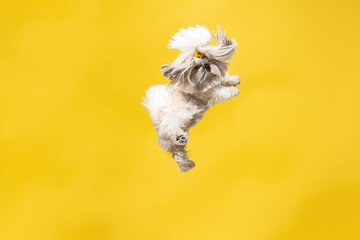 Shih-tzu puppy wearing orange bow. Cute doggy or pet is jumping isolated on yellow background. The Chrysanthemum Dog. Negative space to insert your text or image.