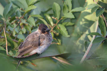 Graubülbül / Black-eyed bulbul - Dark-capped bulbul / Pycnonotus barbatus