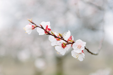 branch of a tree with white flowers in spring