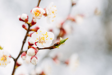 branch of a tree with white flowers in spring