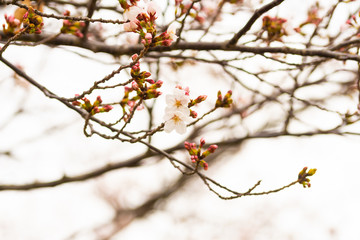 Cherry blossom in spring for background or copy space for text